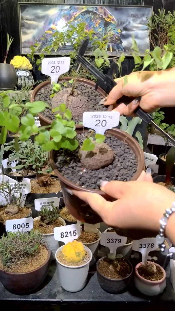 20号1214福利南非龟甲龙买一送一