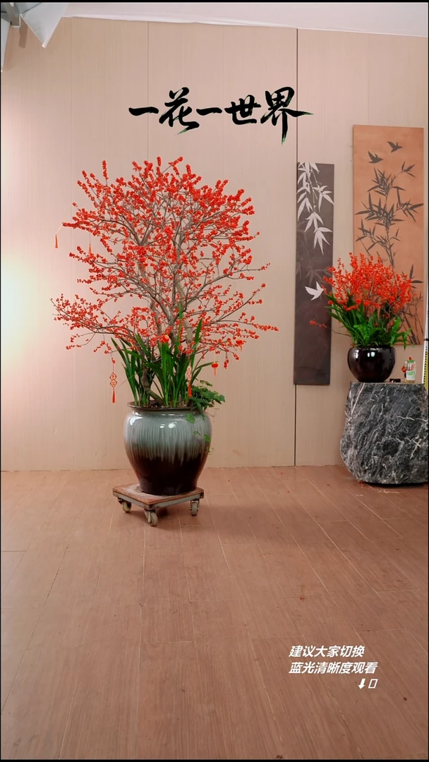 完全开放超*?北美冬青链接