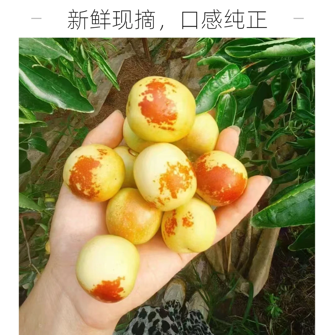 【顺丰包邮】精选优质大荔特产自然成熟冬枣香甜脆口3斤/5斤