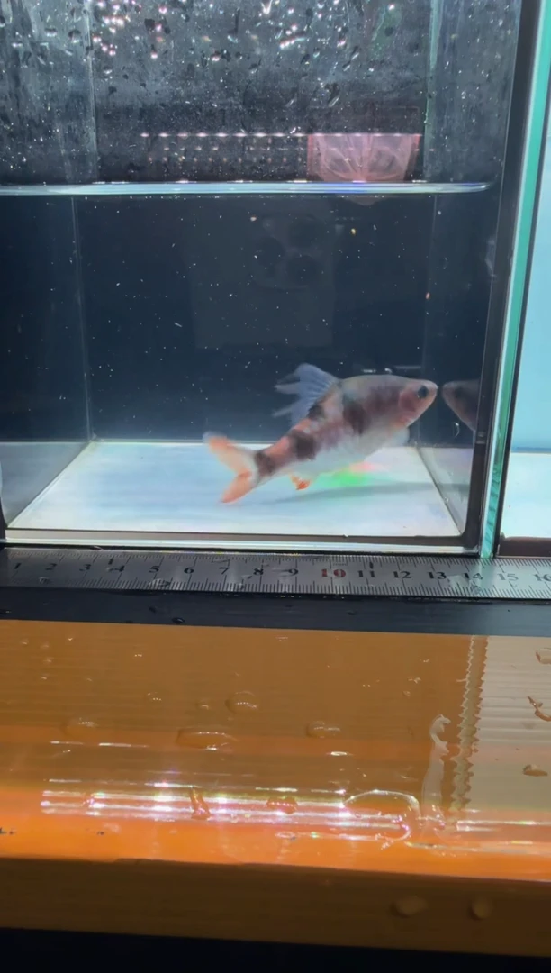 海水鱼红尾绿荧光111