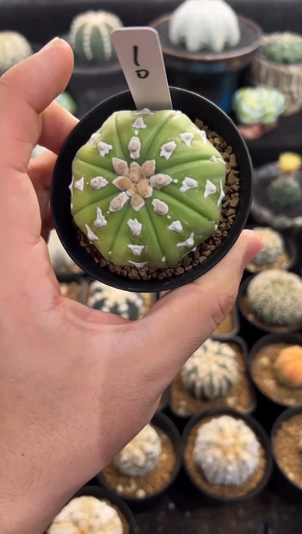 翠皮琉璃V实生根星兜编码10