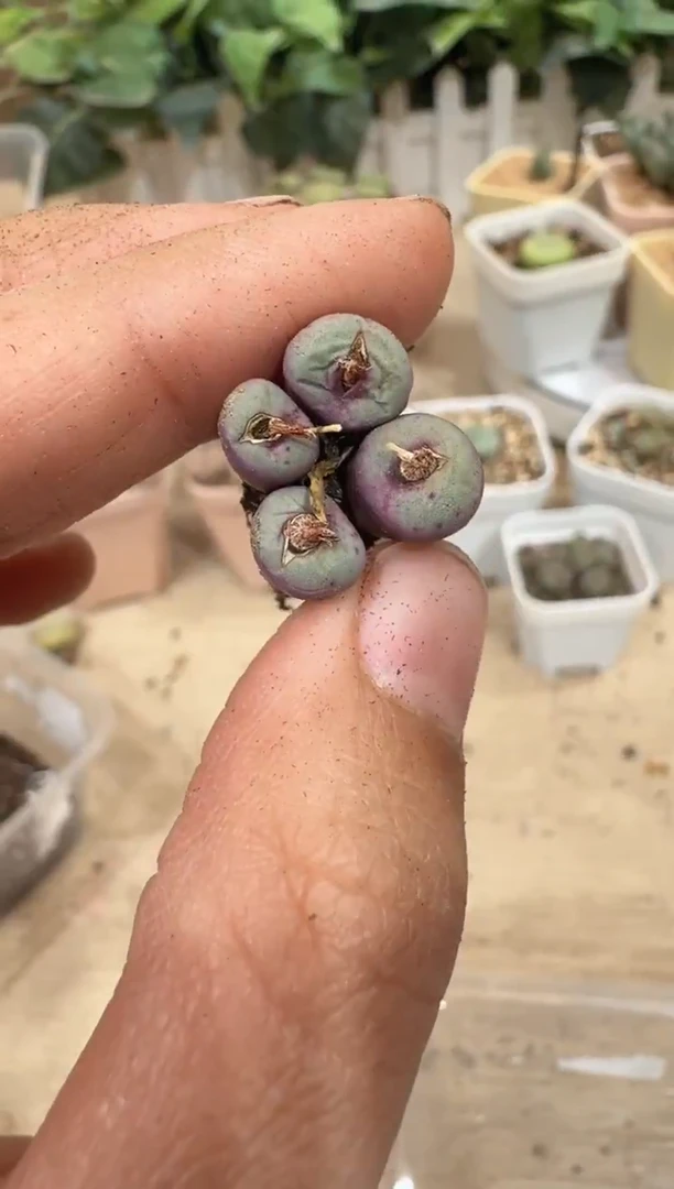 29-186多肉植物肉锥