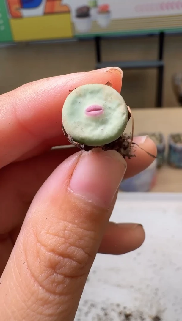 多肉植物肉锥10.8-240缺水