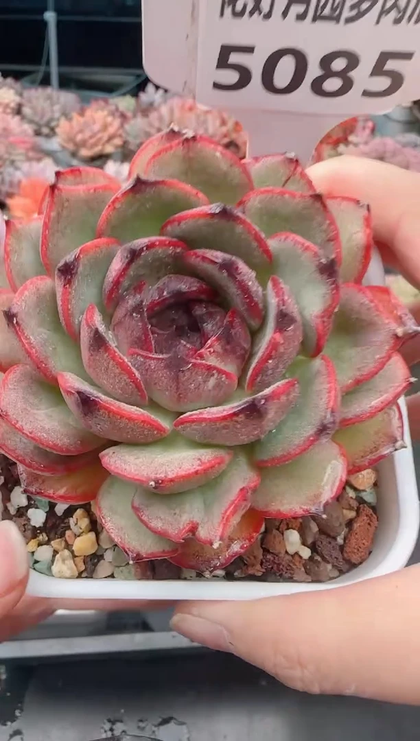 【闪购商品】5085山果珍妮