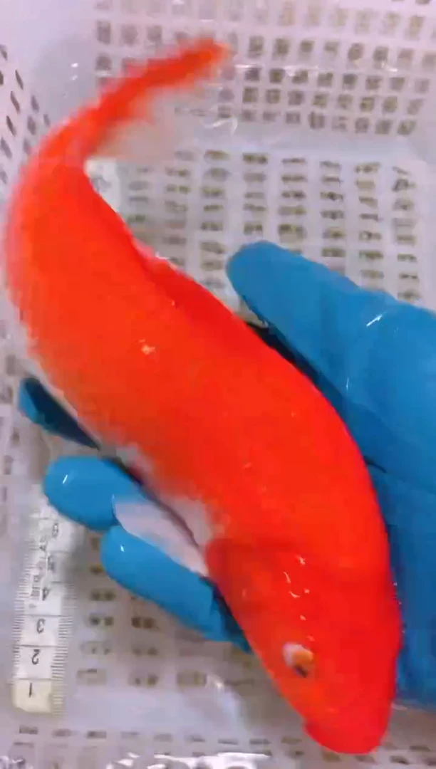 锦鲤冷水观赏鱼全场包邮36