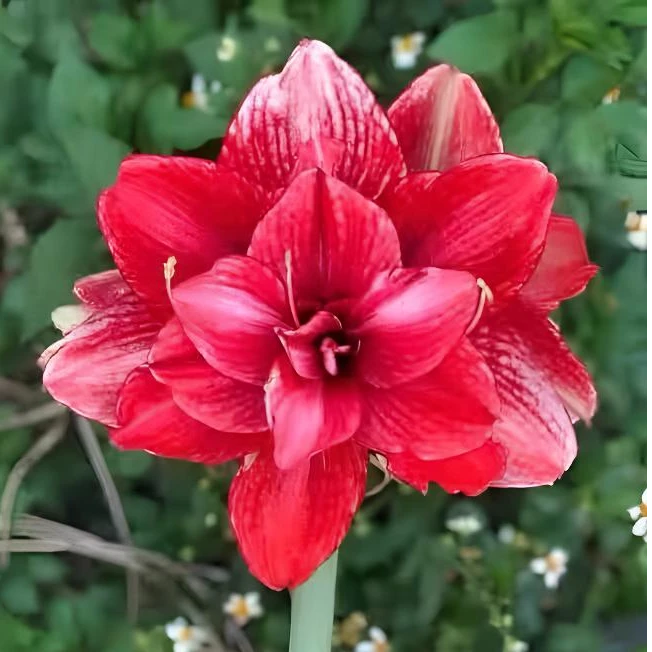 朱顶红【3个惊涛骇浪侧芽-1厘米以上】重瓣-不带根系