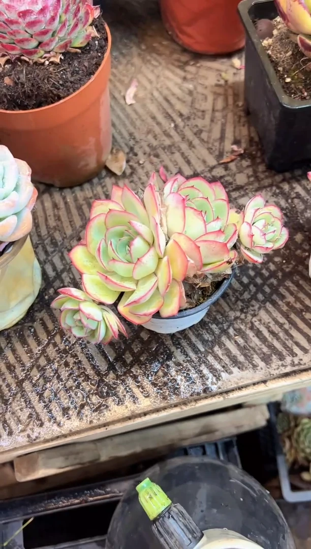 小***9多肉植物一物一拍14406