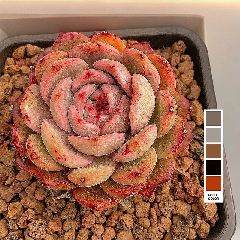 【 红钻 多肉植物 】 2单包邮  精品 花旦精品多肉基地直发好养