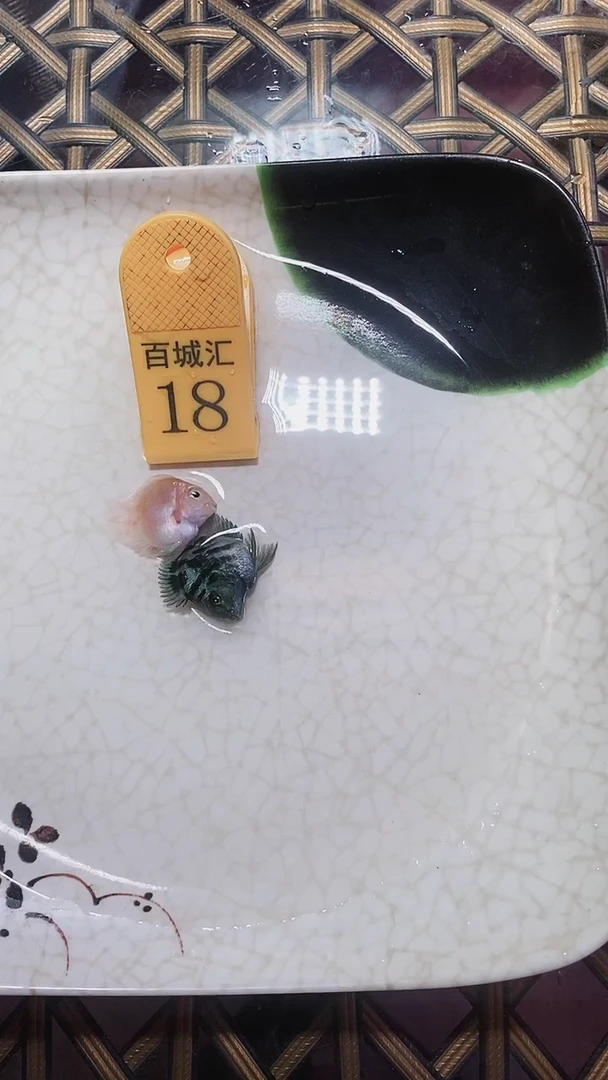 鹦鹉鱼12223455555