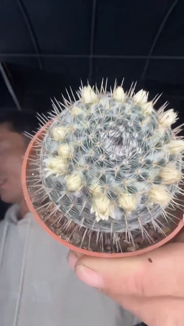 实生白花玉翁12.99