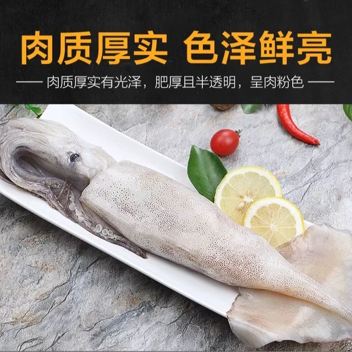 【专属}大连野生海捕大鱿鱼新鲜冷冻/每条单冻/章鱼/乌贼/鱿鱼