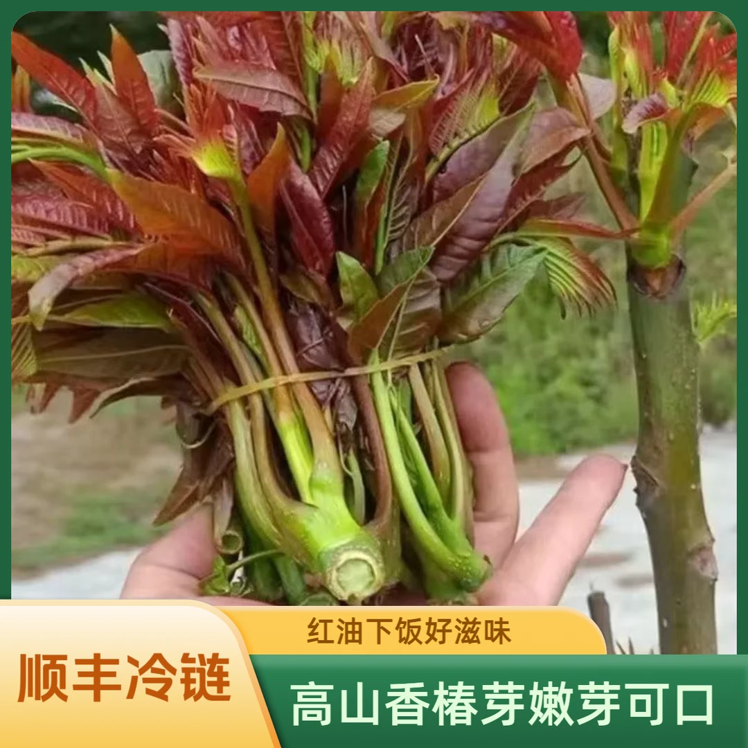 山东高山露天红油香椿芽头茬嫩芽爽口下饭