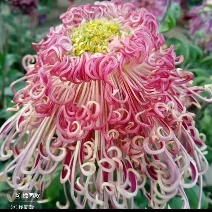 九月大菊（漓江春色）带花苞发货