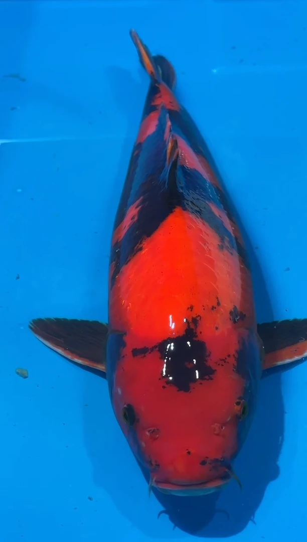 锦鲤佛山金隆锦鲤直播专用闪购链接，不支持7天无理由退货退款