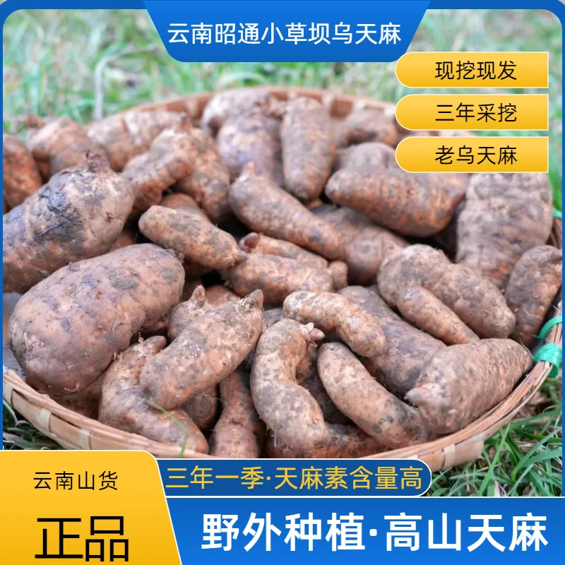 正宗三年【新鲜乌天麻】 云南昭通彝良小草坝 产地直发炖鸡煲汤泡酒