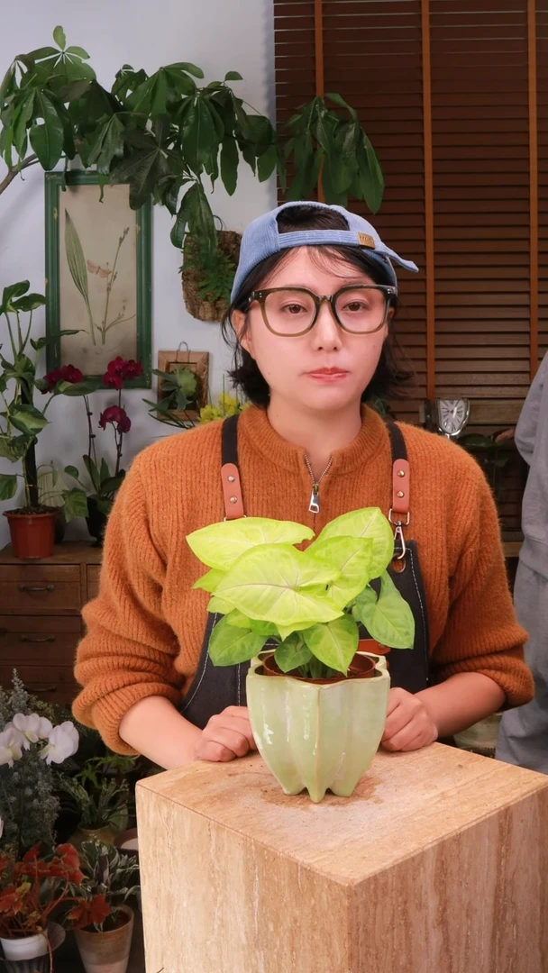 无花朵金童子合果芋 带盆 种好发货 顺丰包邮