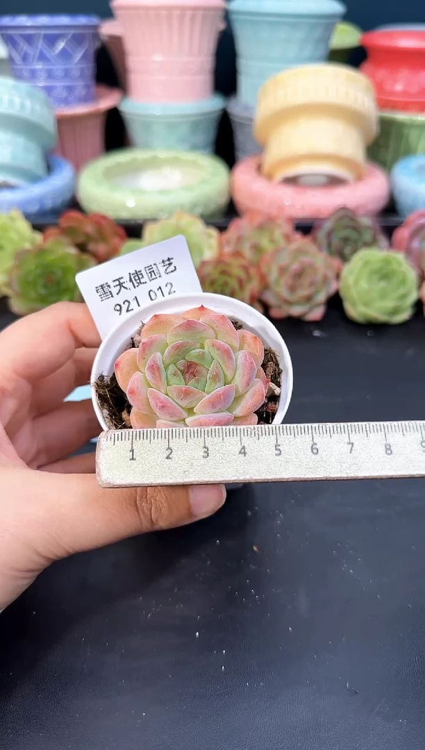 921-012青山（冠幅5CM）