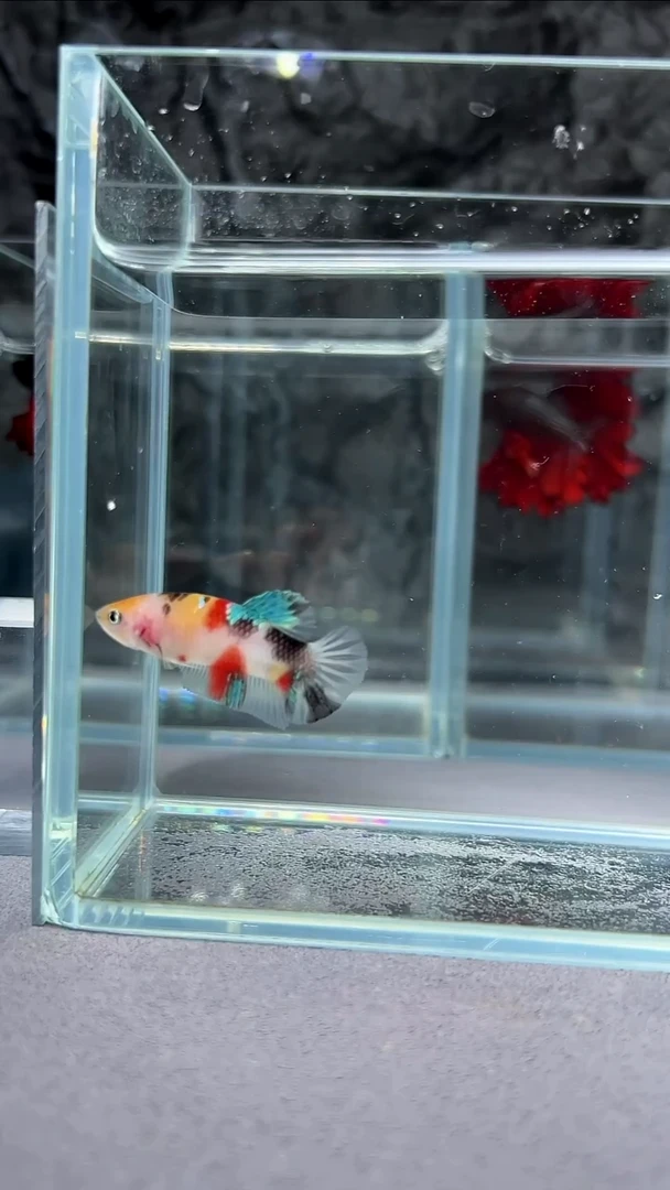 斗鱼竞拍链接A077