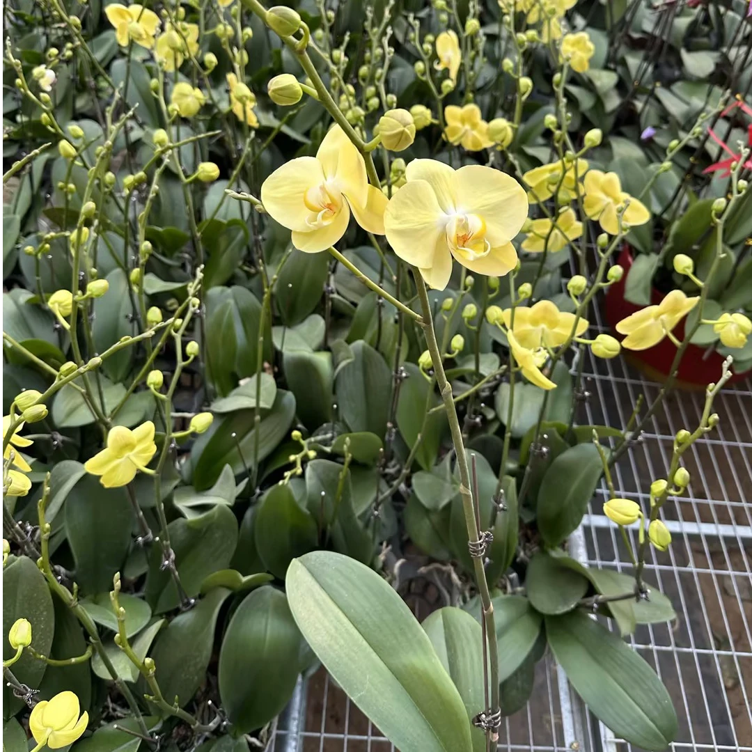 【聚缘溪】【超级福利款】一棵青睐蝴蝶兰 3.0加高杯