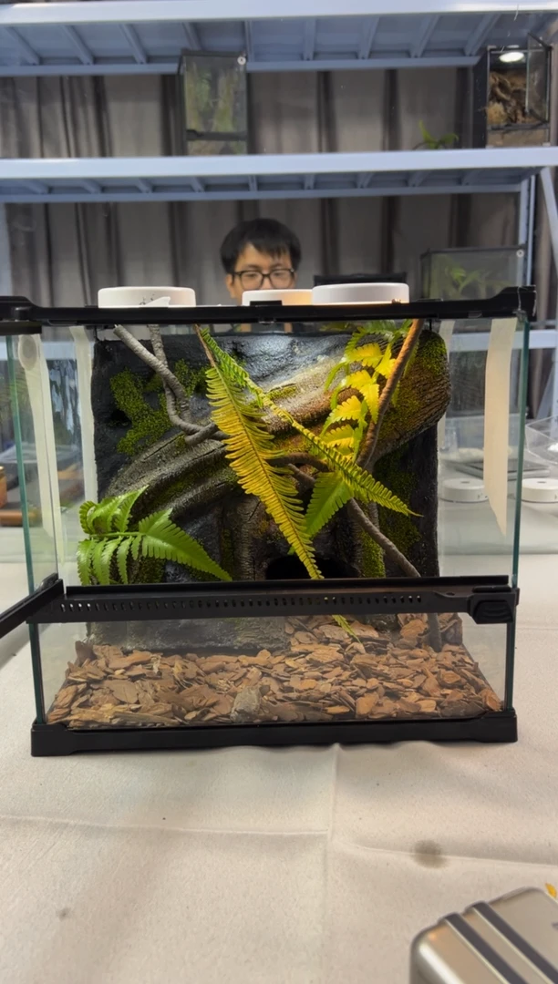 玻璃【长30宽25高27】爬宠造景缸睫角守宫树栖蜘蛛饲养箱爬宠爬虫缸