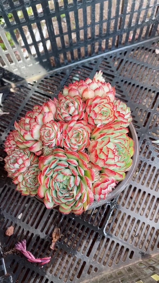 【闪购商品】18302