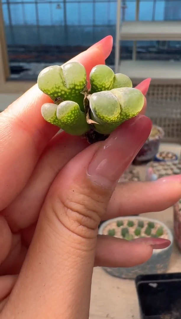 9-80多肉植物肉锥