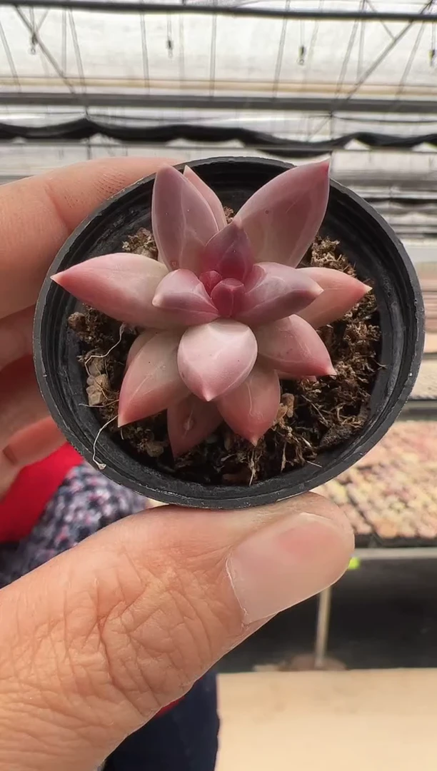 【闪购商品】新款多肉-113（5.5杯）