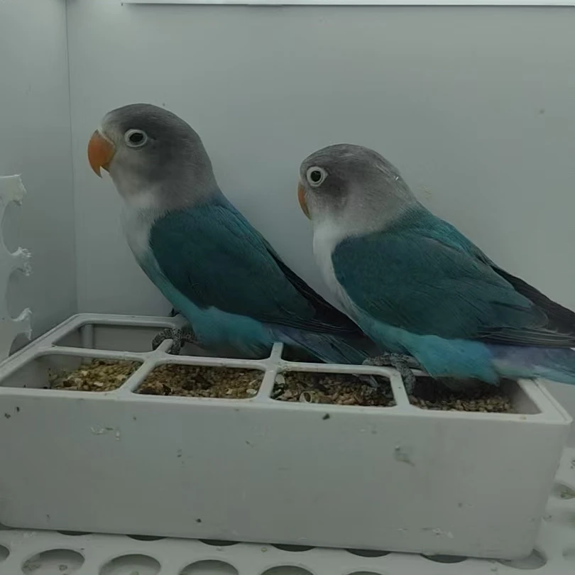 普兰白面牡丹鹦鹉活体宠物2-3月