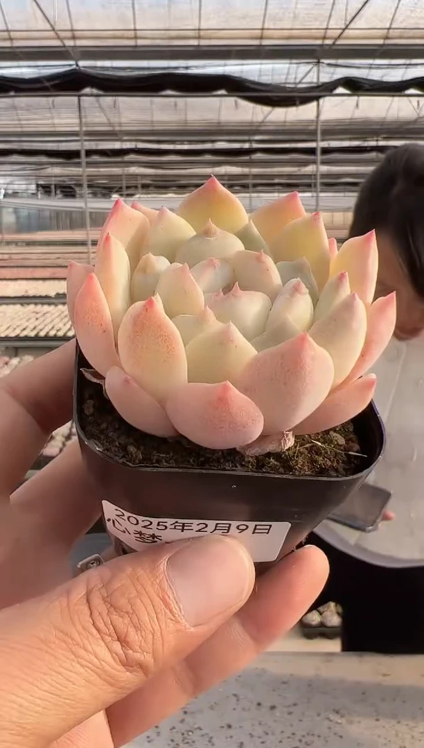 【闪购商品】心梦-01