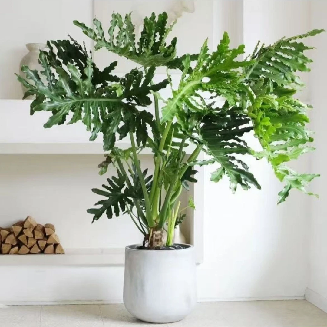 悠然居老桩龙鳞春羽盆栽型绿植客厅网红造型办公室内花卉净化空气