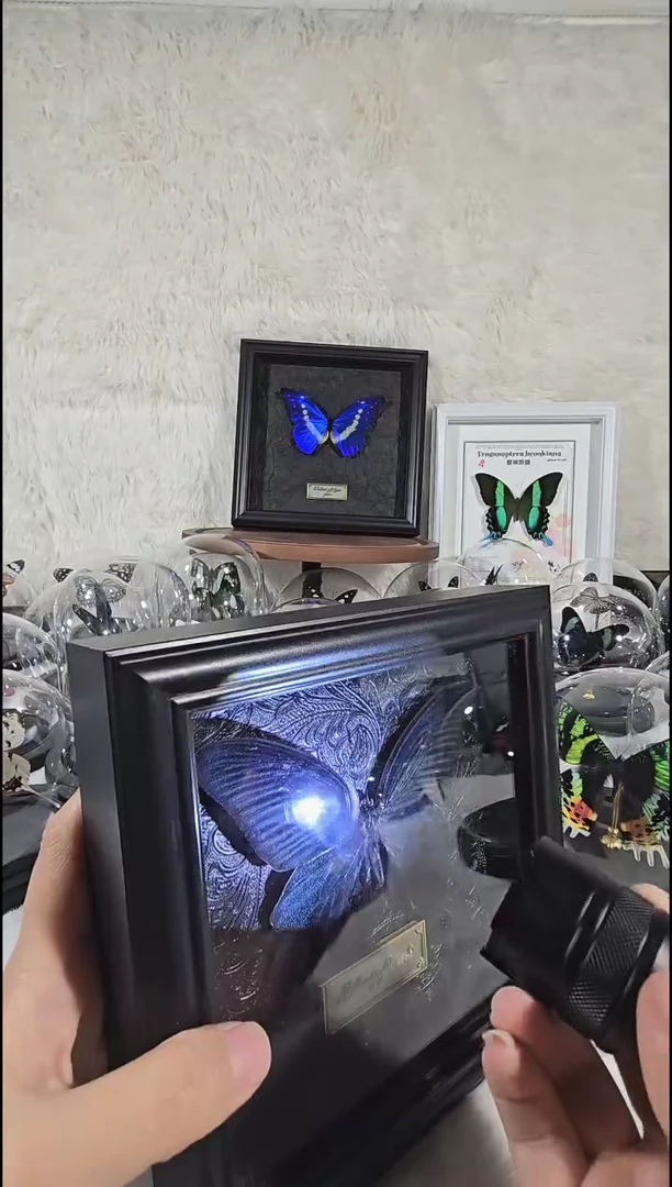 美凤hw相框精美蝴蝶