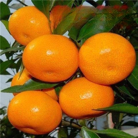 正宗嫁接薄皮蜜桔树苗桔子树盆栽地栽南北方种植