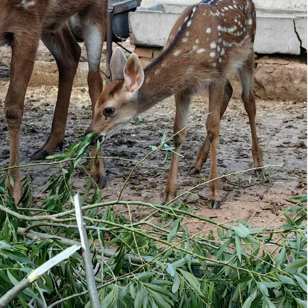 鹿场  新鲜 头茬鹿产品可用于泡酒煲汤