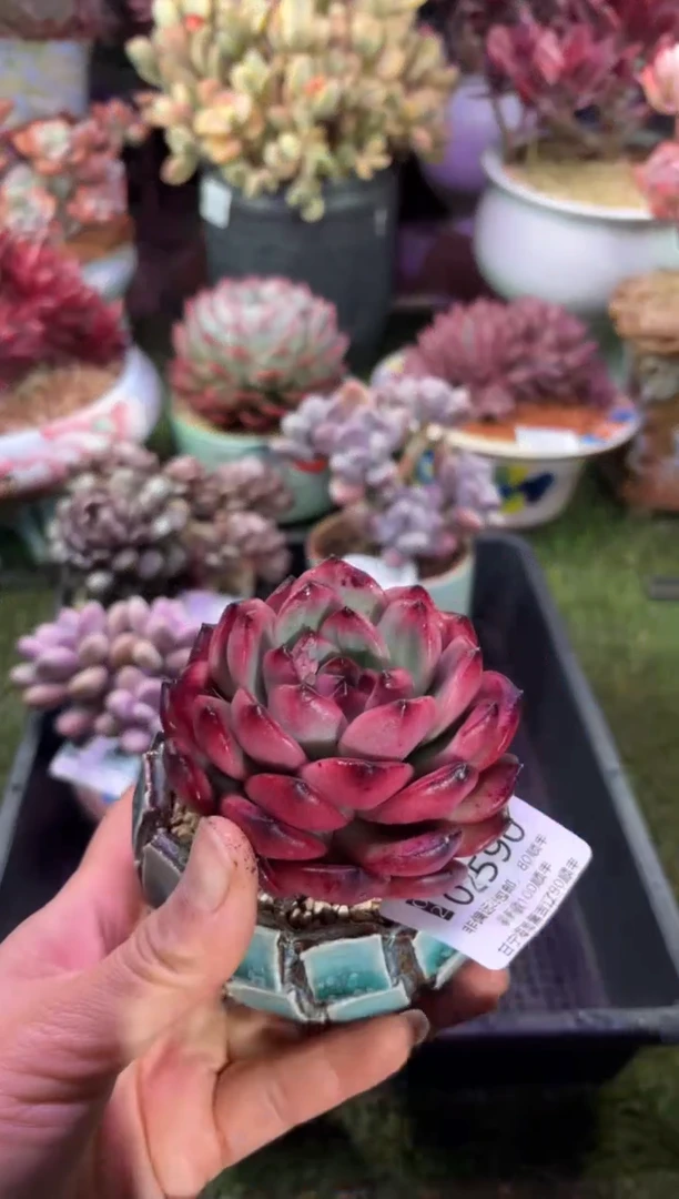 【闪购商品】02590