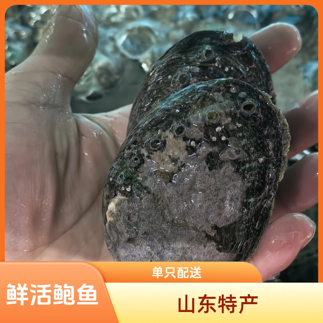 【鲜活】8头山东鲍鱼  单只价 默认鲜活配送需要杀请备注