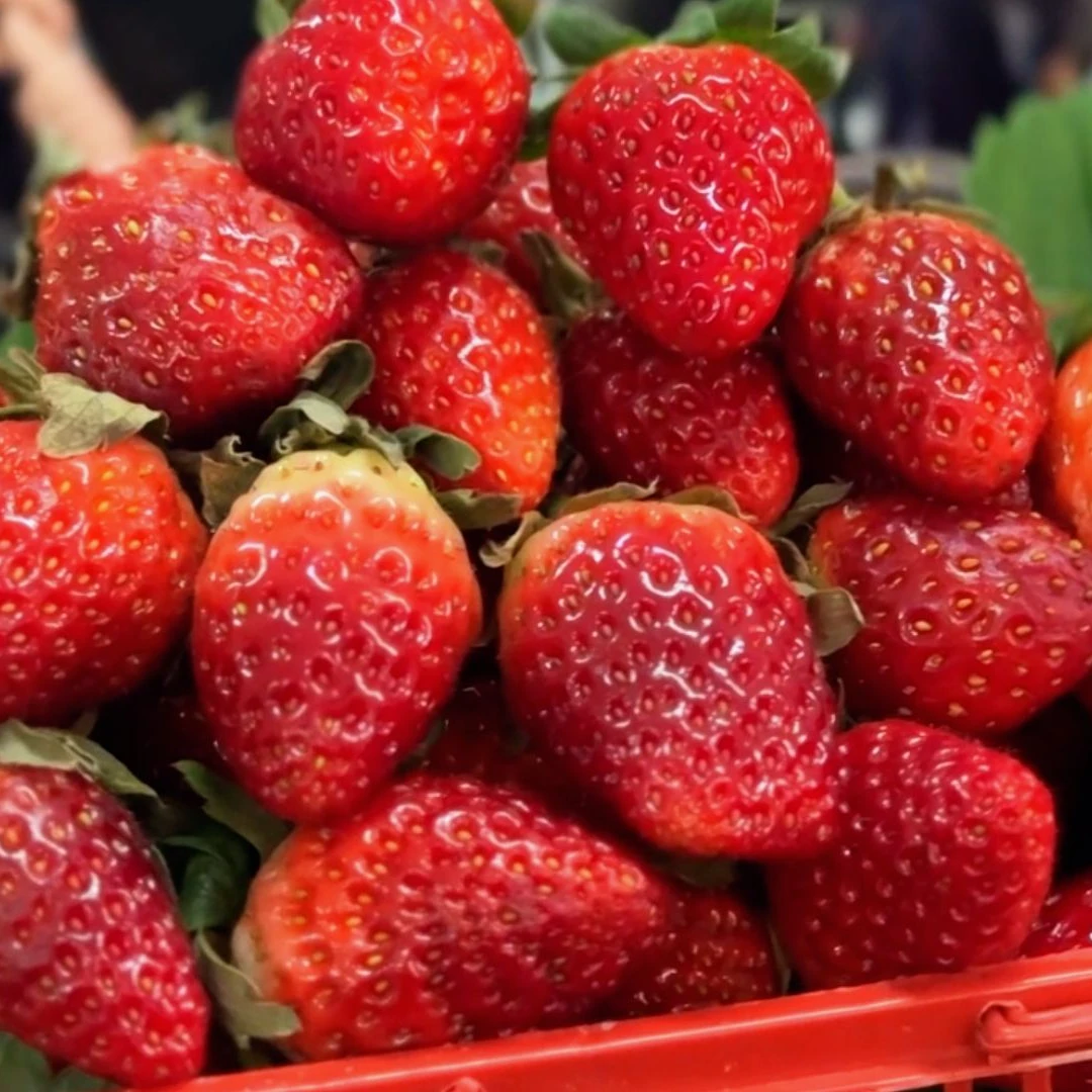 【红颜99草莓】中果/大果/特大果 盒装 果园现摘现发