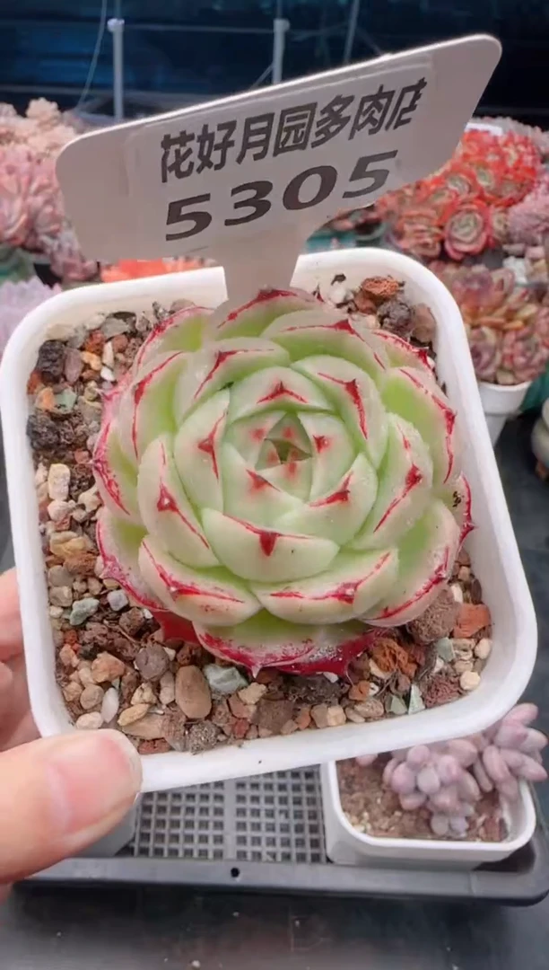 【闪购商品】5305.