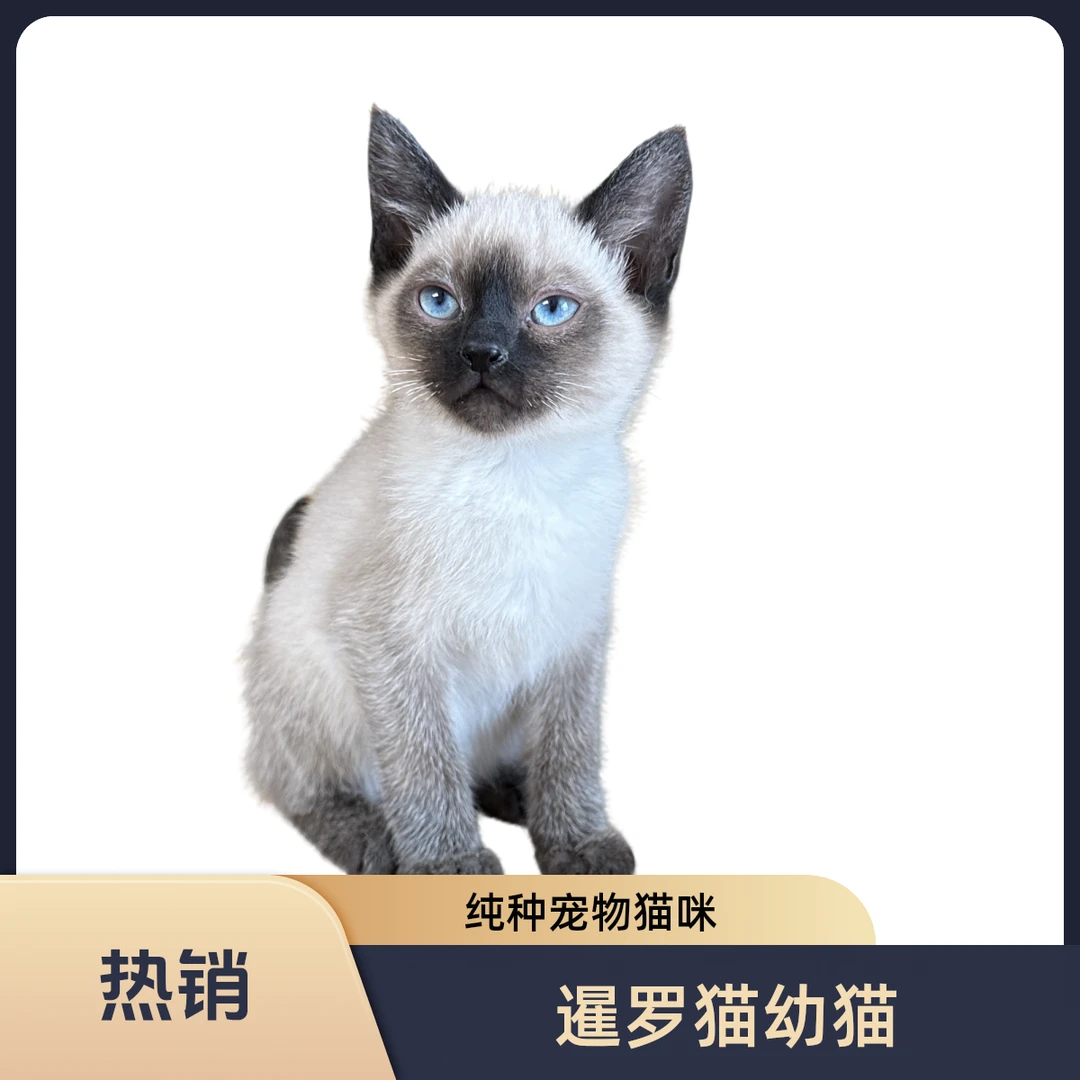 暹罗猫幼猫泰国纯种宠物猫咪挖煤工海豹重点色大黑脸蓝眼猫咪活物
