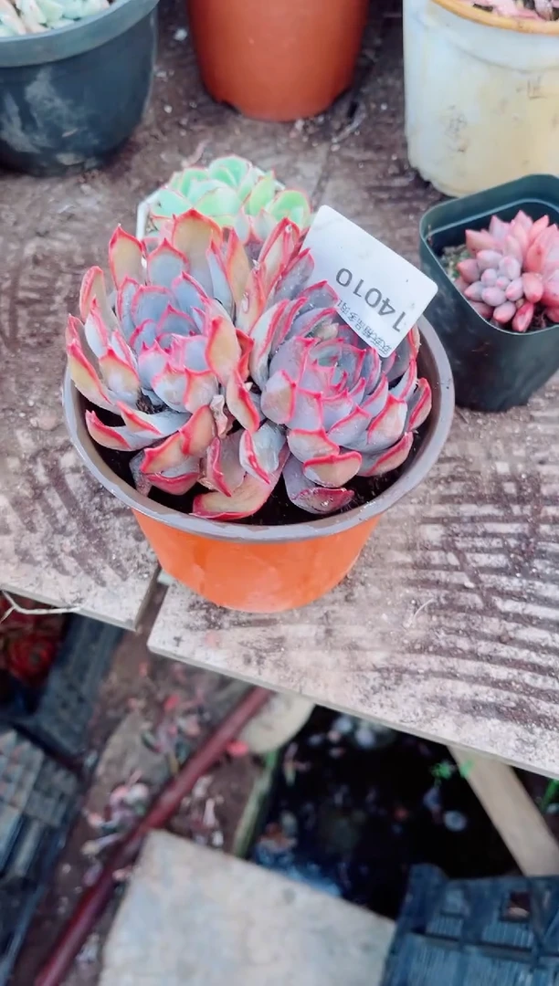 倪*姐跃跃精品多肉14010