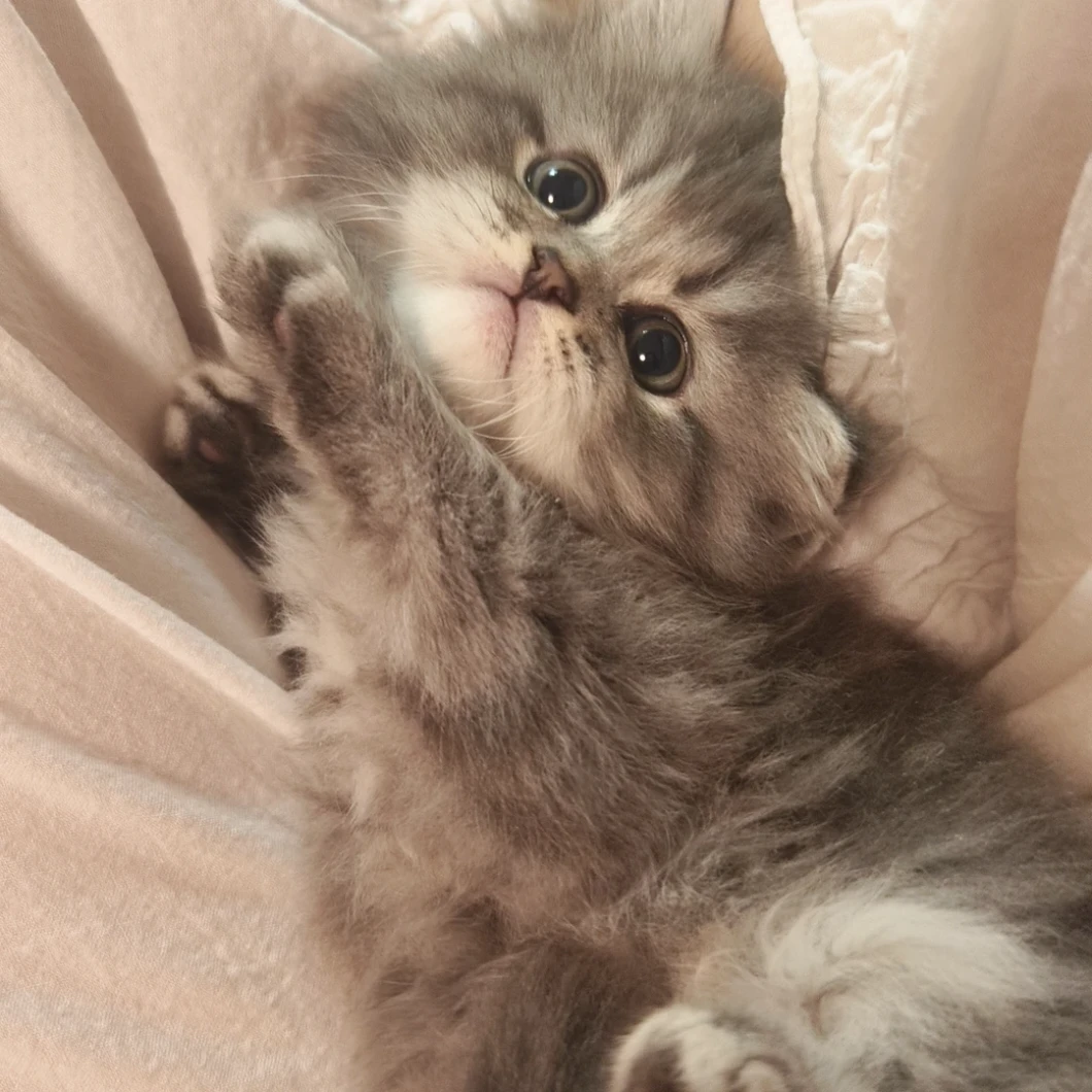 【九命猫妖】金渐层矮脚缅因缅因大脚布偶 英短系列矮脚猫短腿萌宠