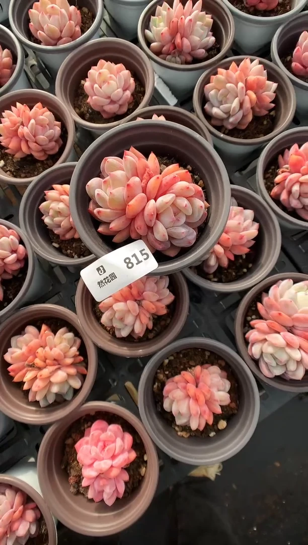 【闪购商品】815雪天使一物一拍