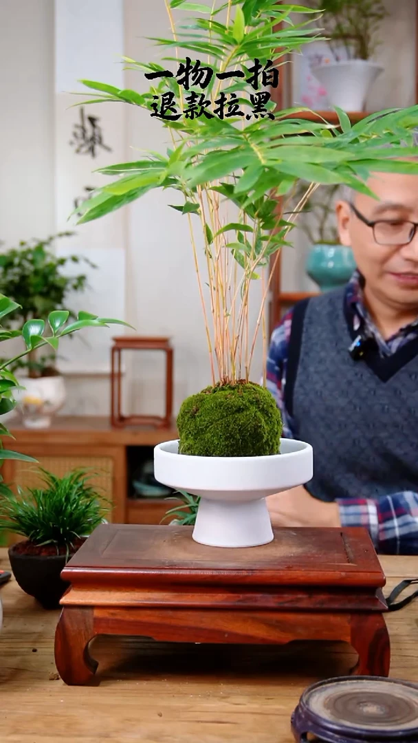 完全开放金*567红竹