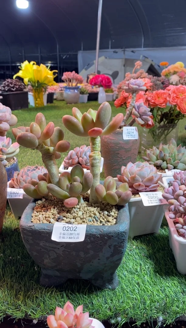 【闪购商品】芒果奶0202aaaa