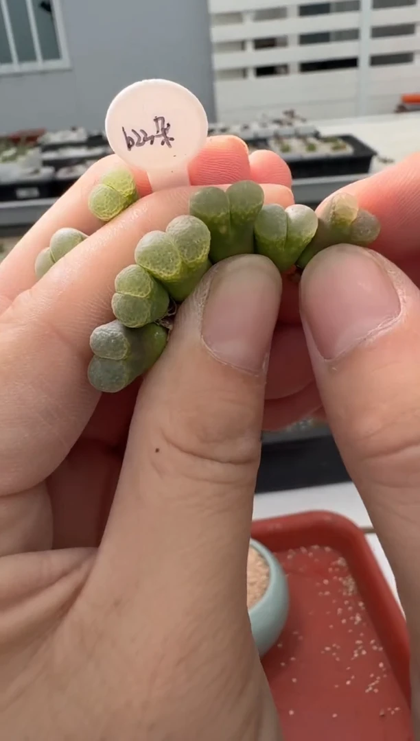 13-111多肉植物肉锥