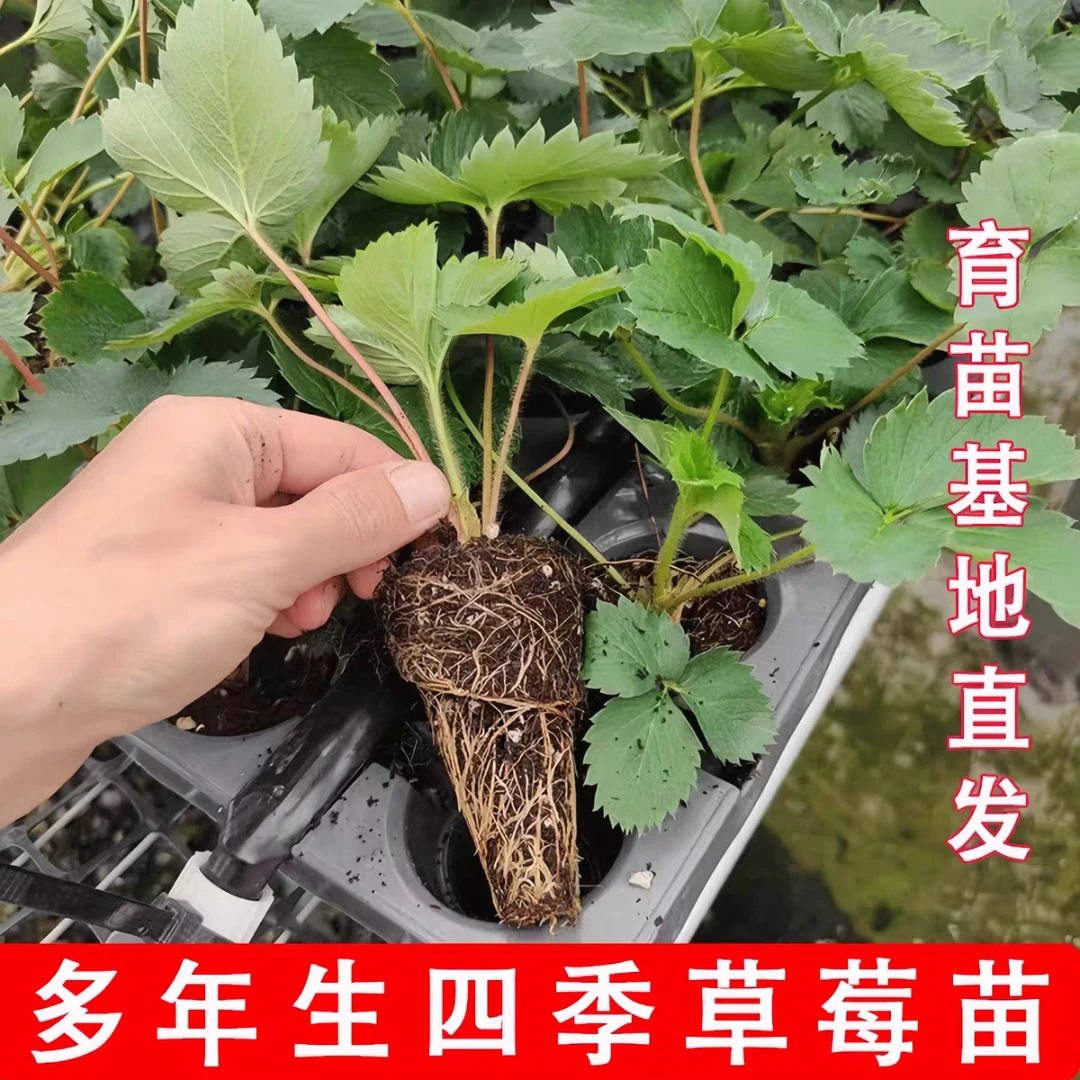 丹东99草莓苗正宗隋珠宁玉妙香九九红颜牛奶草莓苗四季奶油草莓秧