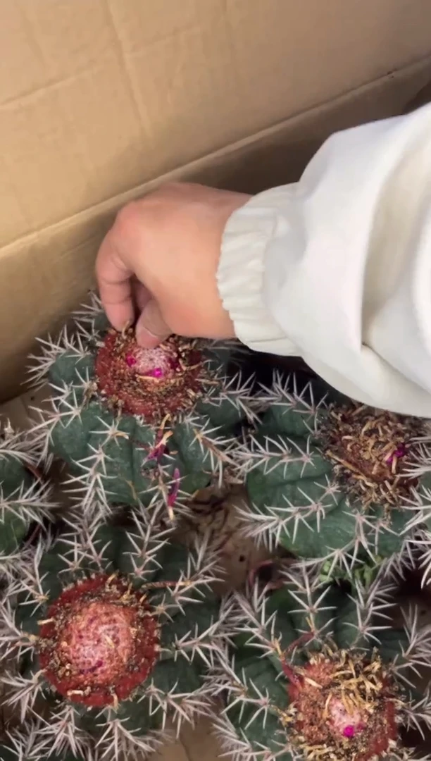 实生根 大锦云【带云顶】