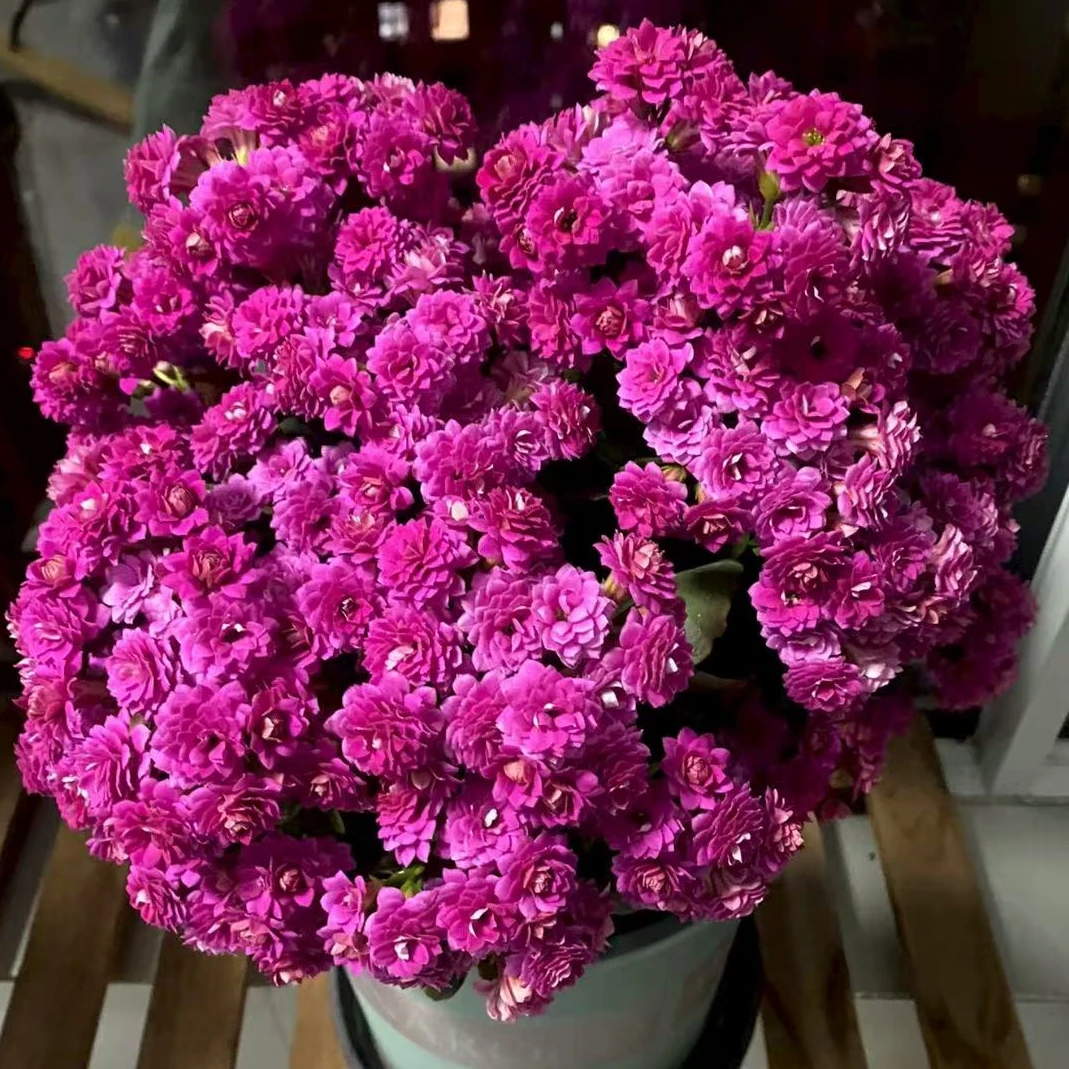 【紫水晶】精品长寿花盆栽重瓣带花苞客厅阳台室内养殖懒人花卉美观
