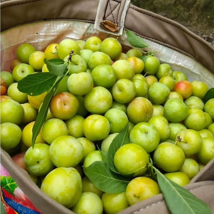 现摘现货三月李新鲜当季孕妇水果酸脆青李子脆李广东茂名珍珠李西