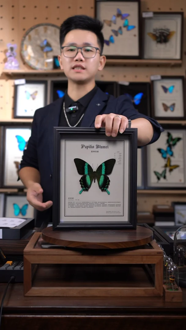 蝴蝶标本摆件竞拍爱神凤蝶C33