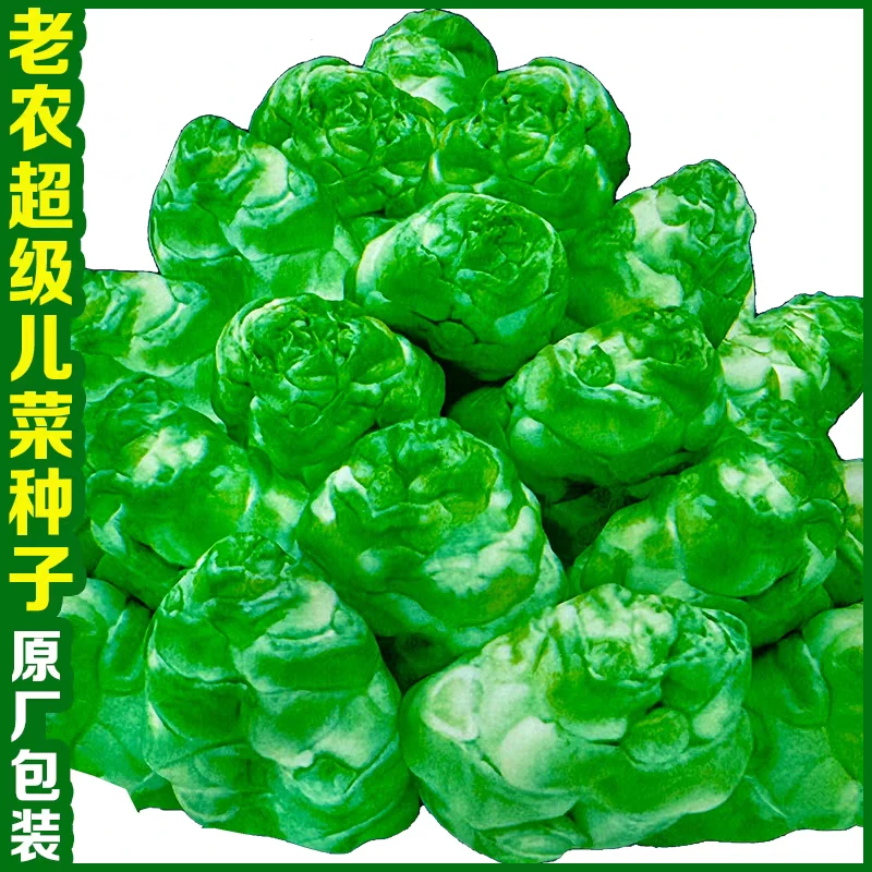 特级儿菜种籽抱子四川芥菜娃娃菜特大儿菜种子高产耐寒蔬菜种子